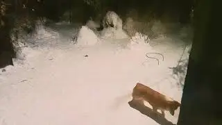 Корги играет со своей тенью