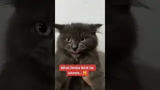 Simba rooooar 🦁 #Simbaroar#catroar