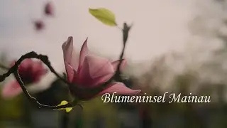 Insel Mainau, die Blumeninsel im Bodensee | April 2024