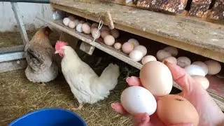 The best nests for chickens