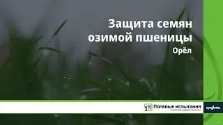Защита семян озимой пшеницы, Орел
