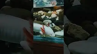 аксолотль