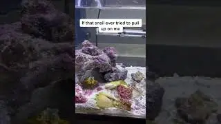 IMMORTAL SNAIL vs MANTIS SHRIMP