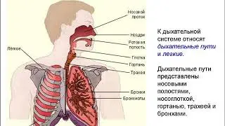 Ганизм . Страны как органы Земли.  Дыхательная и кровеносная системы.