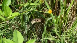 Everglades Racer (Coluber constrictor paludicola)