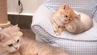 Mother cat is worried when her kitten Viola plays too violently with her siblings