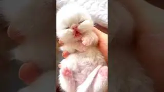 so cute baby kitten 😺🐣🎈