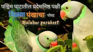 निळ्या पंखांचा पोपट l राघू I parakeet #malabar #viral #reels #westernghats #endemic #rare #wildlife