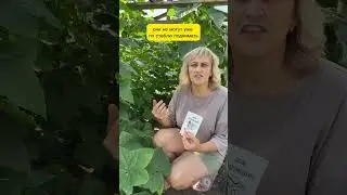 Маленький секрет большого урожая. Огурцы будут расти как на дрожжах. Продлить плодоношение огурцов