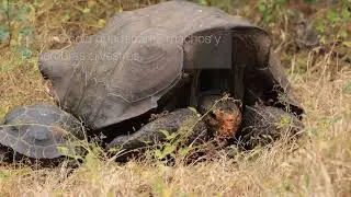 El rewilding y la restauración de ecosistemas: Ecuador