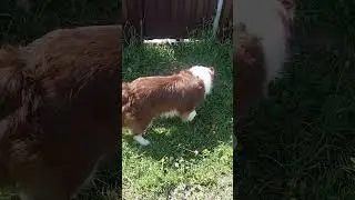 Выкраду вместе с забором 😂🐾 #сосед #собака #забор  #бордерколли @Mila_PopDog