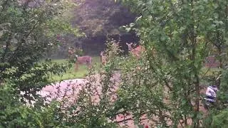 More Urban Deer - Pittsburgh, Pa