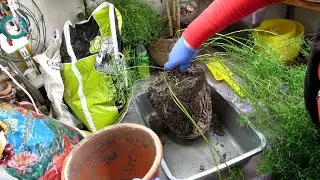 АСПАРАГУС. Как РАЗДЕЛИТЬ большой КУСТ.