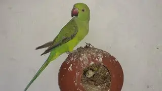 Green Parrot with pot