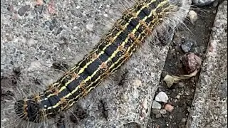 Операция по спасению гусеницы 🐛 от муравьёв🐜