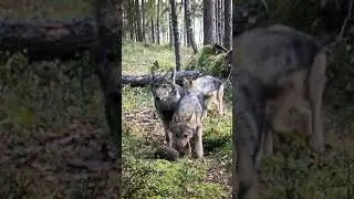 А тот, кто  не колючий, тот  вовсе и не ёж!