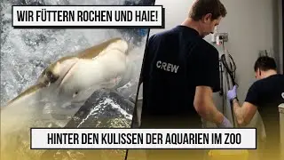 Fütterung der Rochen und Haie mit Einblick hinter die Kulissen der riesigen Aquarien im Zoo!