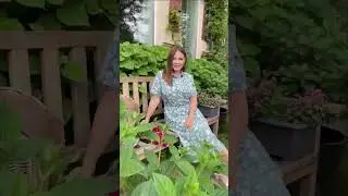 petrosoroka3735video1