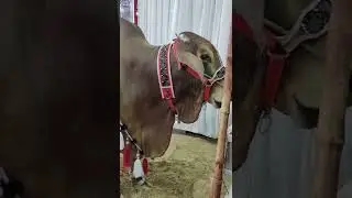 Beautiful heavy cow 