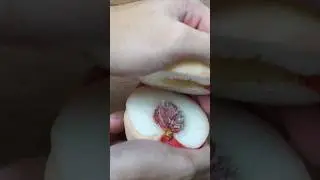 Growing peach from seed. 