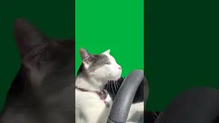 Cat Driving Car Green Screen 