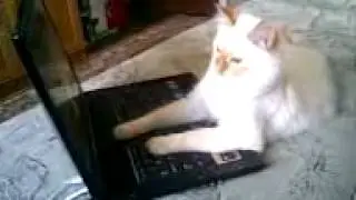 Кот и ноутбук