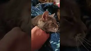 Super Lovey Senior CHONK #lovey #cat #chonk #adorable #toocute #senior #viral #short #shorts