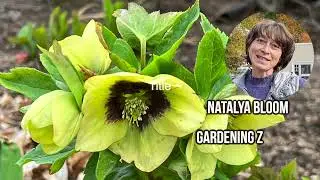 What to do with hellebores I bought in the winter