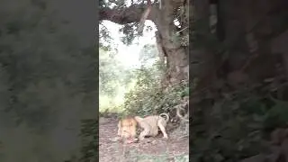 Ndhzenga male lion steals the Piccadilly female leopard’s impala kill 🦁 🐆