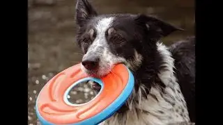 Chuckit! ZipFlight Frisbee a kutyamania.hu-n