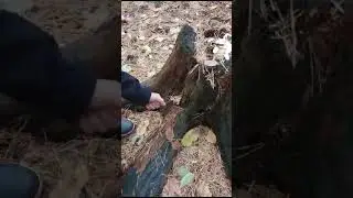 нашли брата шайлушая!