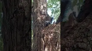 ну вот и всё, белочка ко мне пришла!