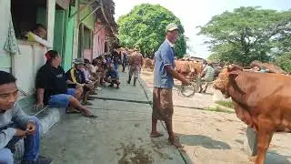 SAPI JANTAN SUPERAN