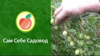 Штамбовый крыжовник
