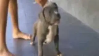 Godzilla Puppies Bully
