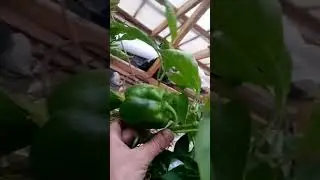 Солнечный вегетарий на урале.помидорки ягодки.