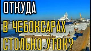 ЭКСКУРСИЯ ПО ЧЕБОКСАРАМ. Вот почему на гербе Чебоксар 5 уток