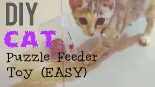 DIY Easy Cat Puzzle Feeder Toy