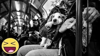 Street Photographer Travels The World Portraying Very Different Personalities Of Dogs