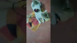 Cute Cat Playing
