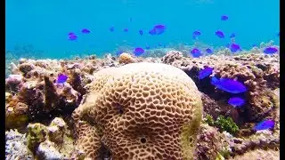 Snorkeling in Ishigaki | Okinawa, Japan!
