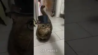 😂Cat Memes: London Cat - Drawing Meme😹