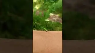 Комар