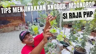 Pawang Anggur PHP Menjinakkan Moondrop Si Buah Lonjong