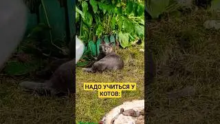 Омар Хайям сказал: лучше голодать, чем есть всё что попало и лучше быть одному чем с кем попало
