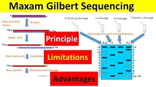 Maxam Gilbert DNA Sequencing | Principle,  Procedure, Advantages, and Limitations |
