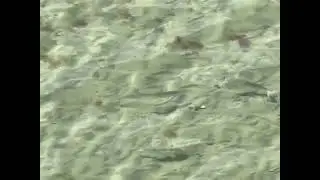 The 5 baby sharks in the water