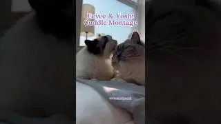 Cuddle puddle montage! 