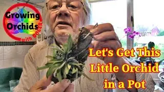 Potting an Aerangis Orchid
