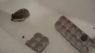 Hedgehog Hunting crickets